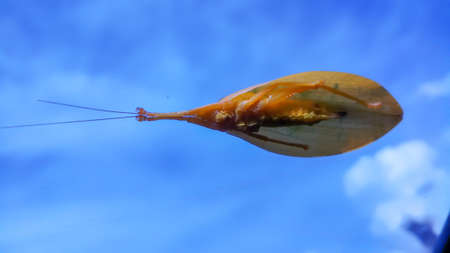 Yellow leaf insect on windshieldの写真素材