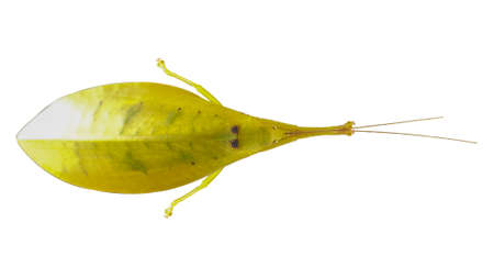 Yellow leaf insect isolated on white backgroundの写真素材