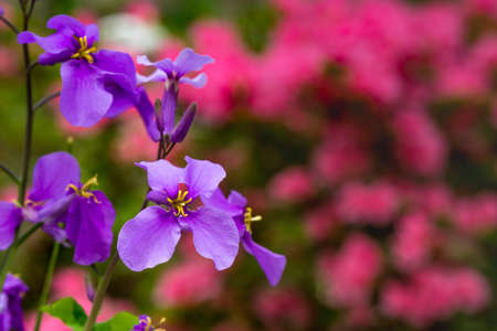 Chinese violet cress among red flowers.の写真素材
