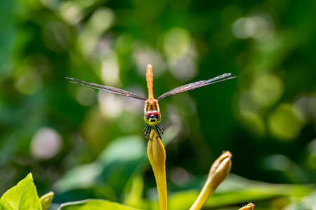 A meadowhawk perched on a bud.の写真素材