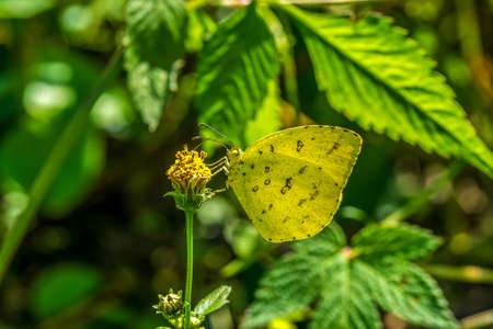 The common grass yellow.の写真素材