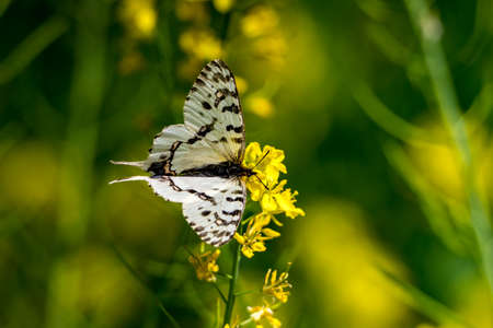 Dragon Swallowtail Butterfly in yellow flower.の写真素材