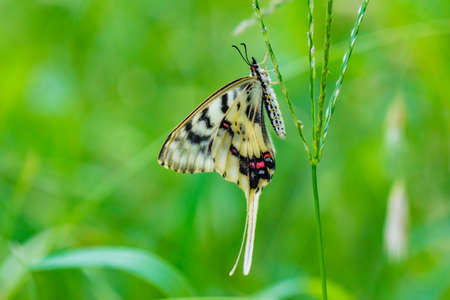 Dragon Swallowtail Butterfly in the grass field.の写真素材