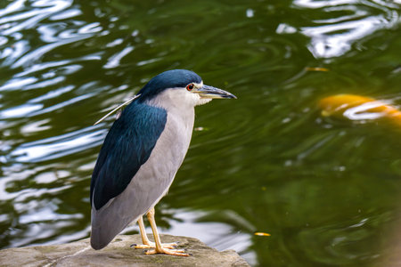 Black-crowned night heron by the water.
