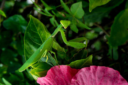 Giant Asian mantis on the flower.の写真素材