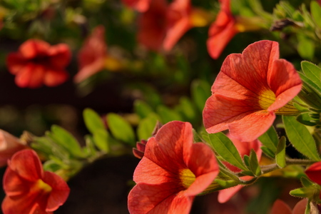 flowerの写真素材