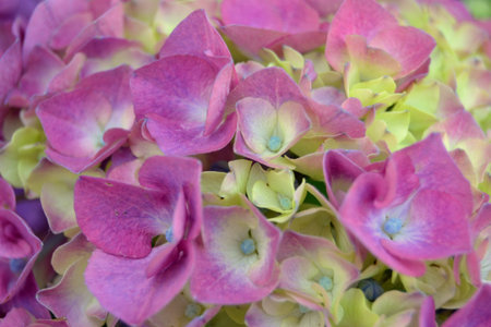 Hydrangea