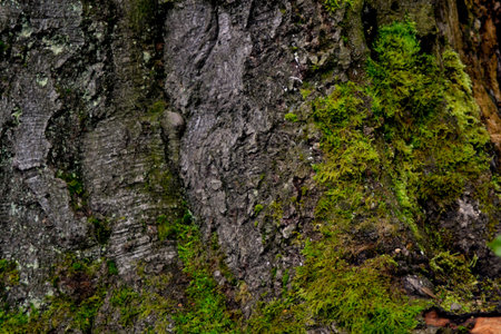 old treeの写真素材