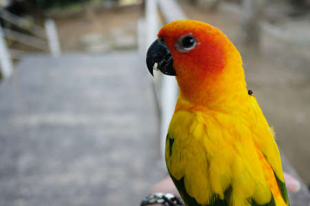 Parrot in the farmの写真素材