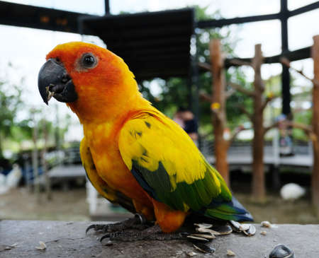 Parrot in the farmの写真素材