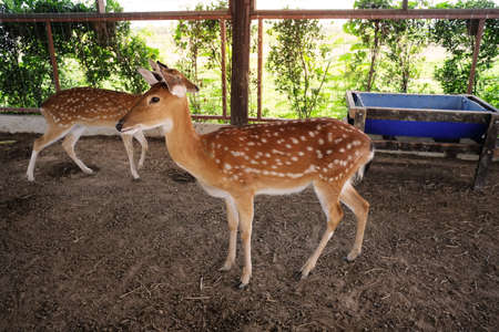Deer in the Farmの写真素材
