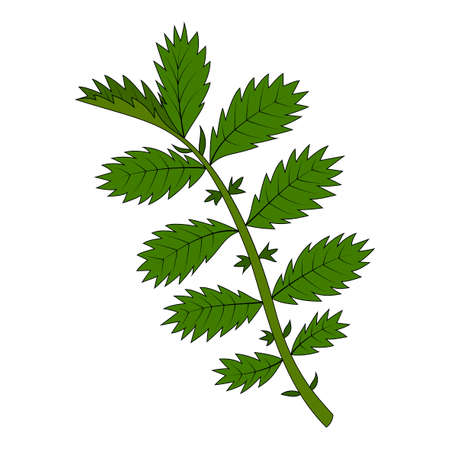 A small twig of a plant, Sharp leaves, A torn plant, White background, Isolated, A green branchのイラスト素材