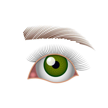 Eye, green eye with eyelashes and eyebrow, a simple realistic drawing with shadows reflections and glare, white background, isolated object.のイラスト素材