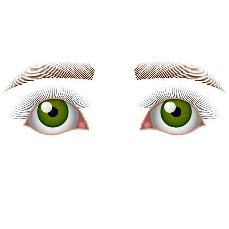 Eyes, two green eyes with eyelashes and eyebrows, a simple realistic drawing with shadows reflections and glare, white background, isolated object.のイラスト素材