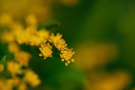Macro shot of a Goldenrod flowers