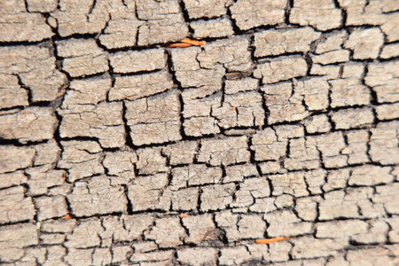 Striped bark