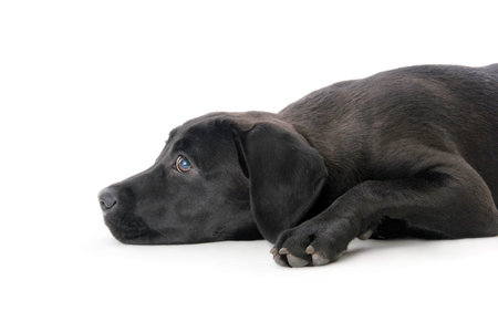 Black labrrador retriever isolated on white.Studio shotの写真素材