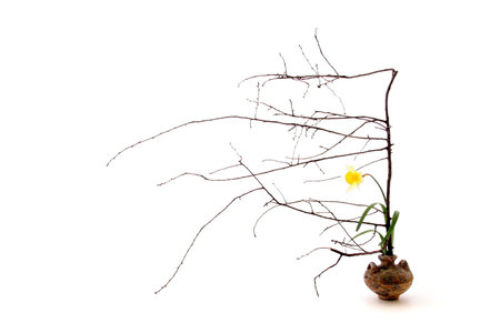 Ikebana isolated on white background.Studio shot