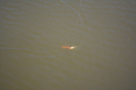 Worm fishing lure in water