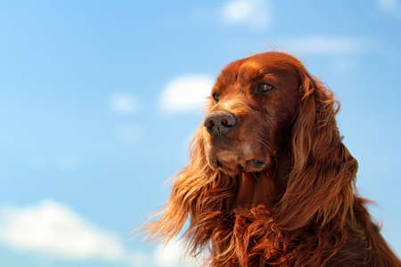 Red irish setter dog turn head on blue sky with cloudsの写真素材