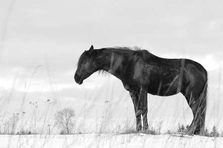 Black trakehner stallion sleeping on snowの写真素材