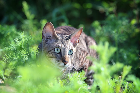 Gray Cornish Rex cat in green grassの写真素材