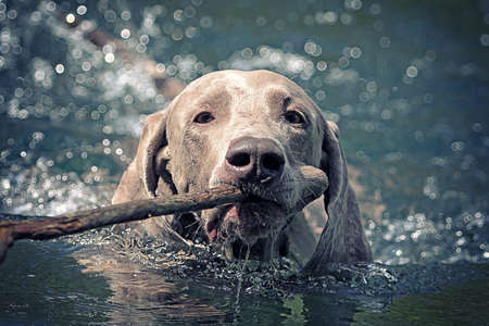 Weimaraner dog swim on blue water lake with caneの写真素材