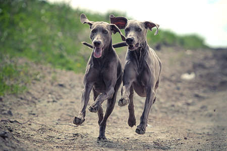Two Weimaraner dog run together in roadの写真素材