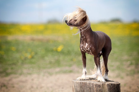 Chinese crested dog stand on stamp in fieldの写真素材