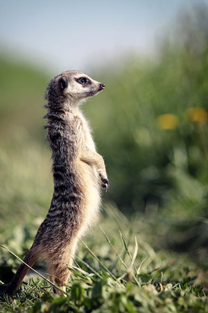 Meerkat stand on legs in grassの写真素材
