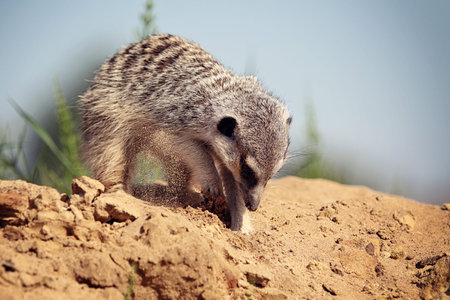 Meerkats digging in the sandの写真素材