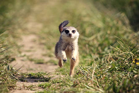 Meerkats jump in grassの写真素材