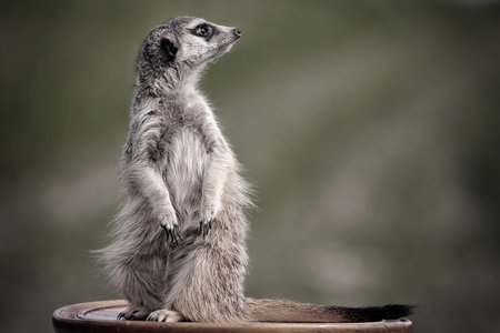 Meerkats on table