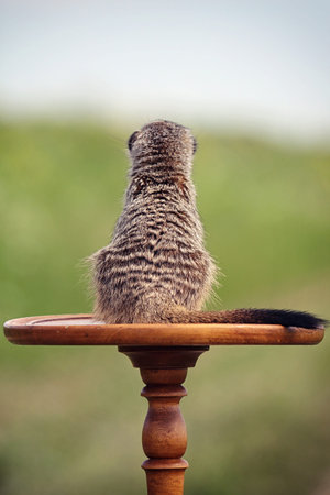 Meerkats sit back on antique table outdoor