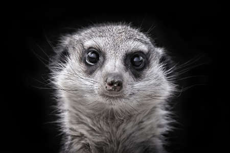 Meerkats head on blackの写真素材