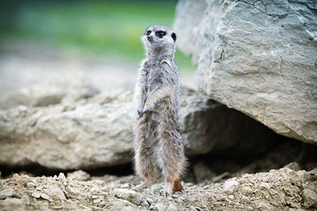 Meerkat sit on a rock