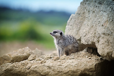 Meerkat on a rockの写真素材