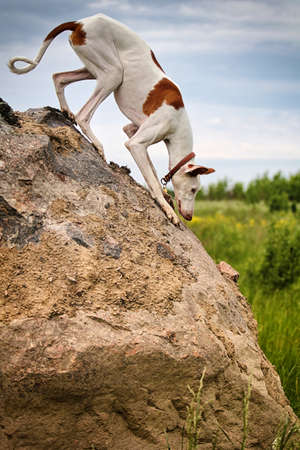 Ibizan Hound dog stand on a rockの写真素材