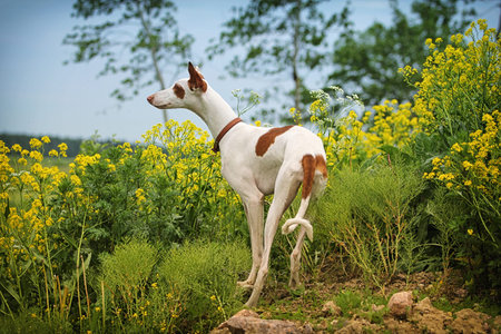 Ibizan Hound dog stand in field with yellow flowersの写真素材