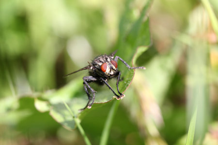 Fly sit on a green leaf