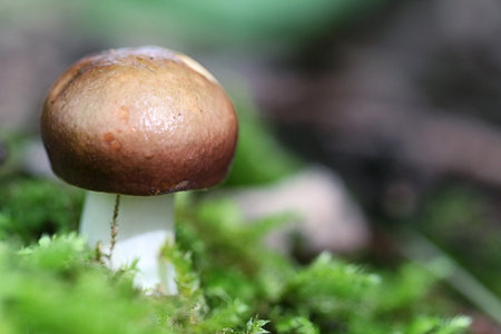 Small mushroom in forest moss