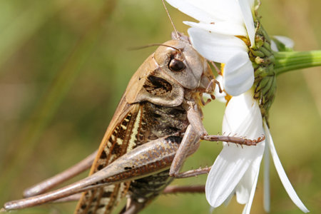 Big grasshopper eat white chamomile