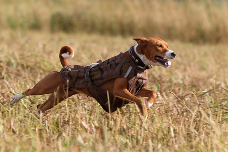Basenjis dog run in field