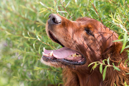 Red irish setter dog under green bushの写真素材