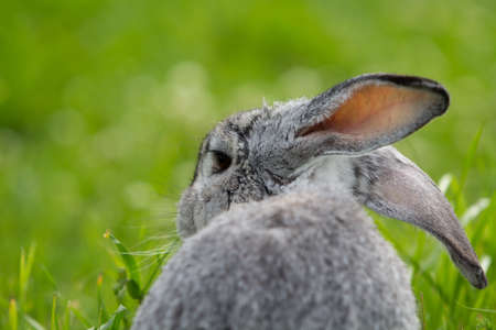 gray rabbit on meadowの写真素材