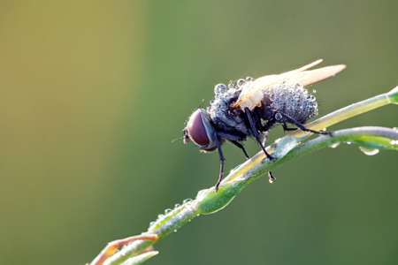 fly sit on grass with dewdropsの写真素材