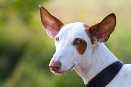 Ibizan Hound dog headの写真素材