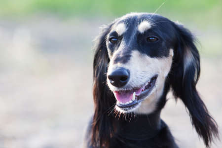 Saluki  Persian Greyhound dogの写真素材