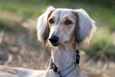 head of Hound dogの写真素材