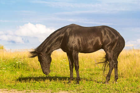 Trakehner black stallion in fieldの写真素材